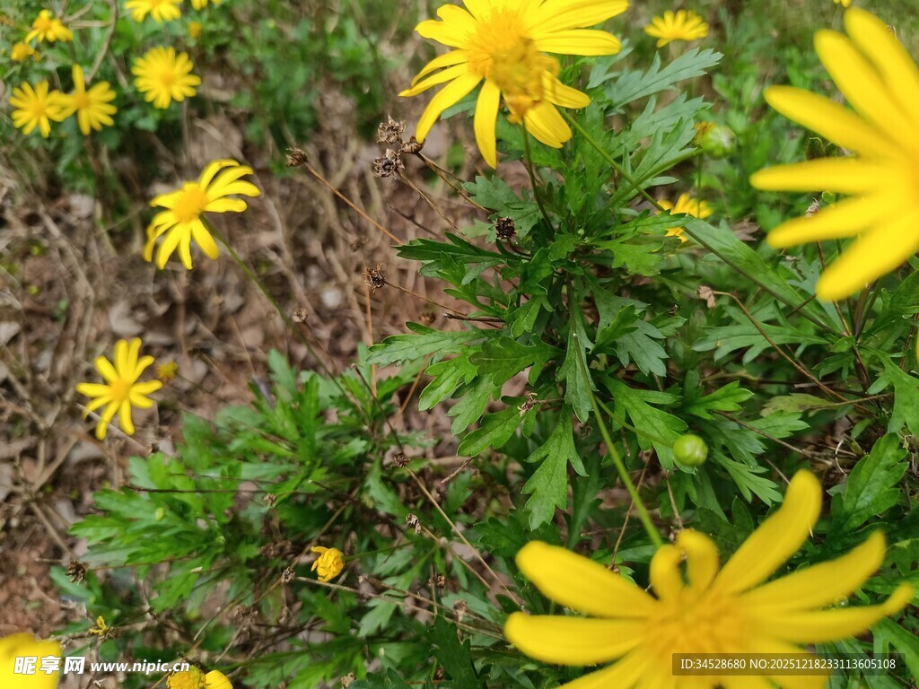 春日绽放的黄色小花
