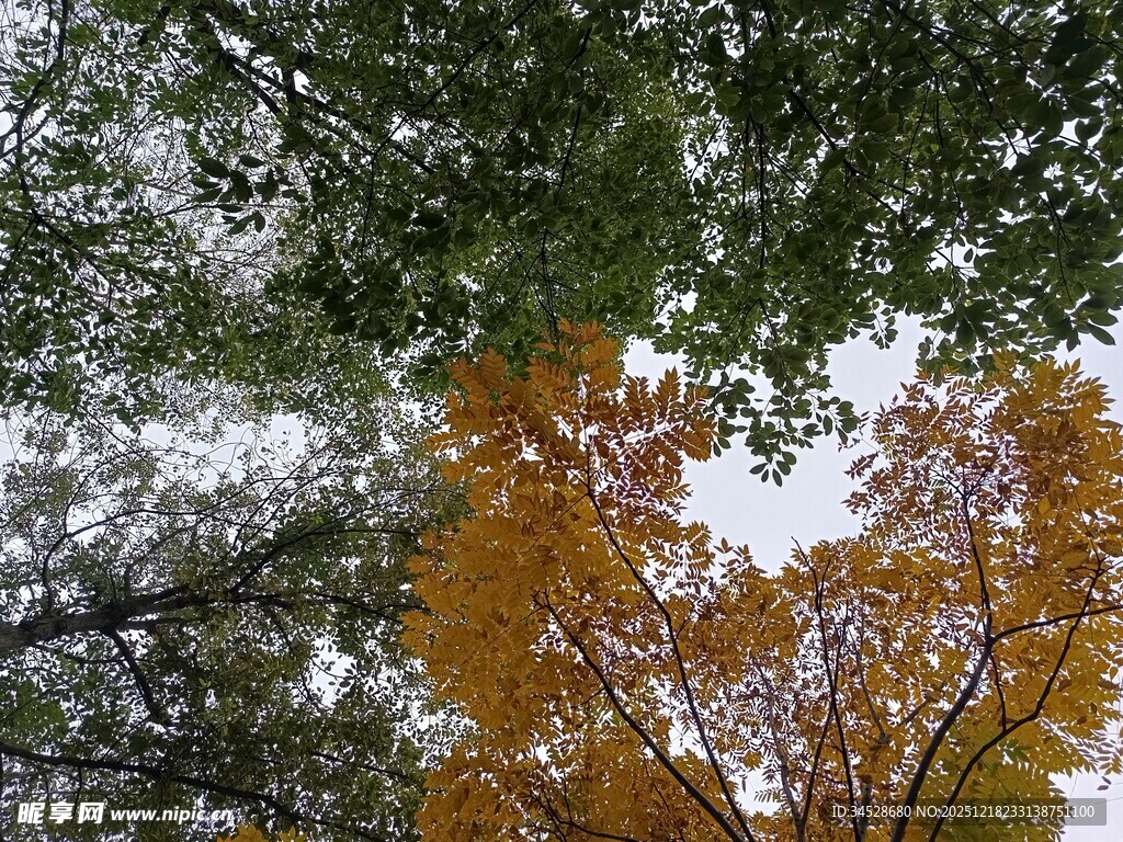 秋日树梢斑斓树叶景致