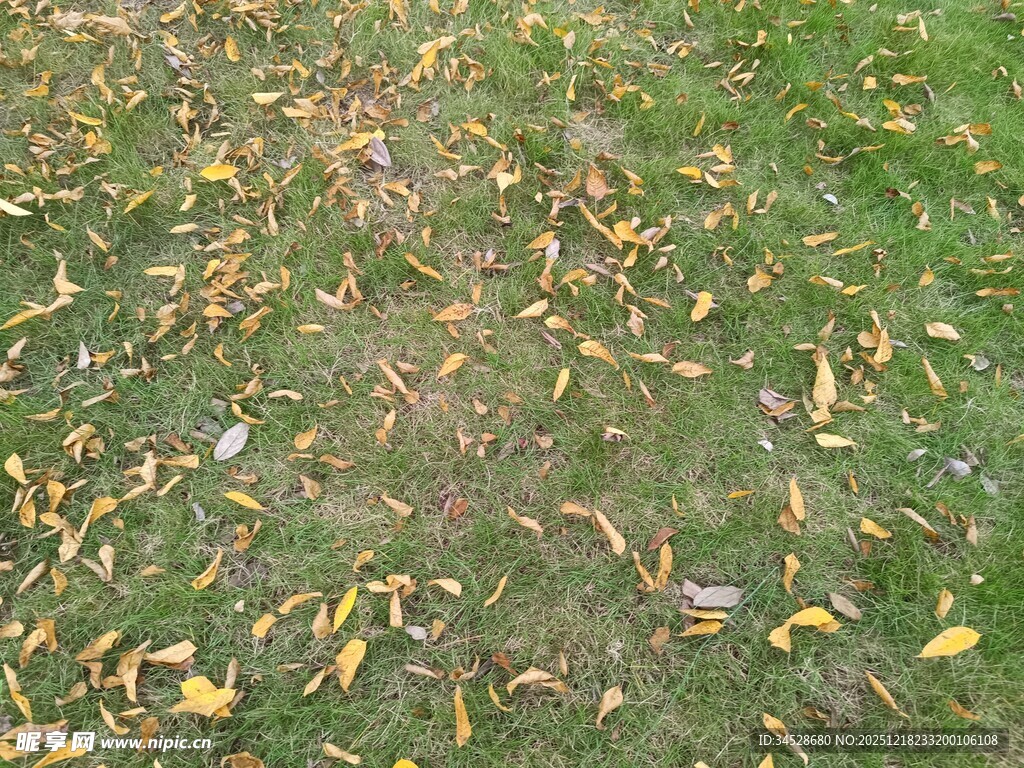 草地上的散落黄叶
