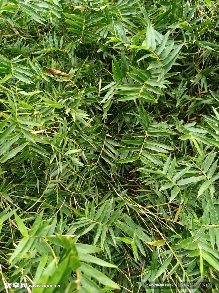 茂密翠绿的竹林景象