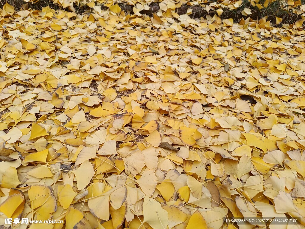 金黄银杏叶铺满地面