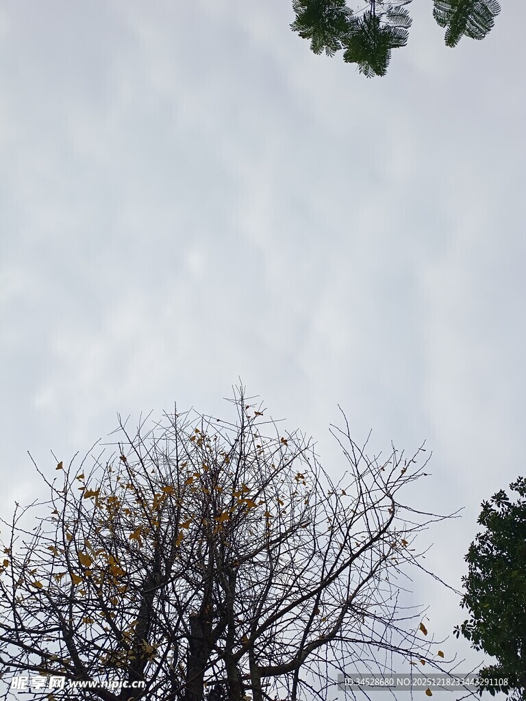 枯树映衬灰白天空