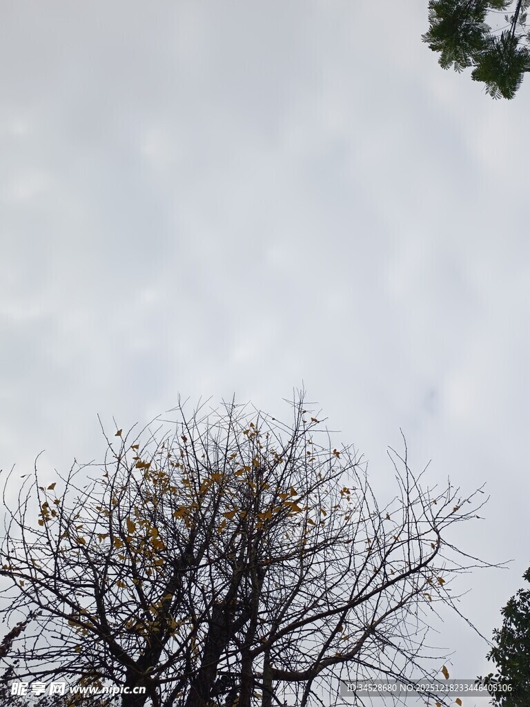 高空作业的工人与树木