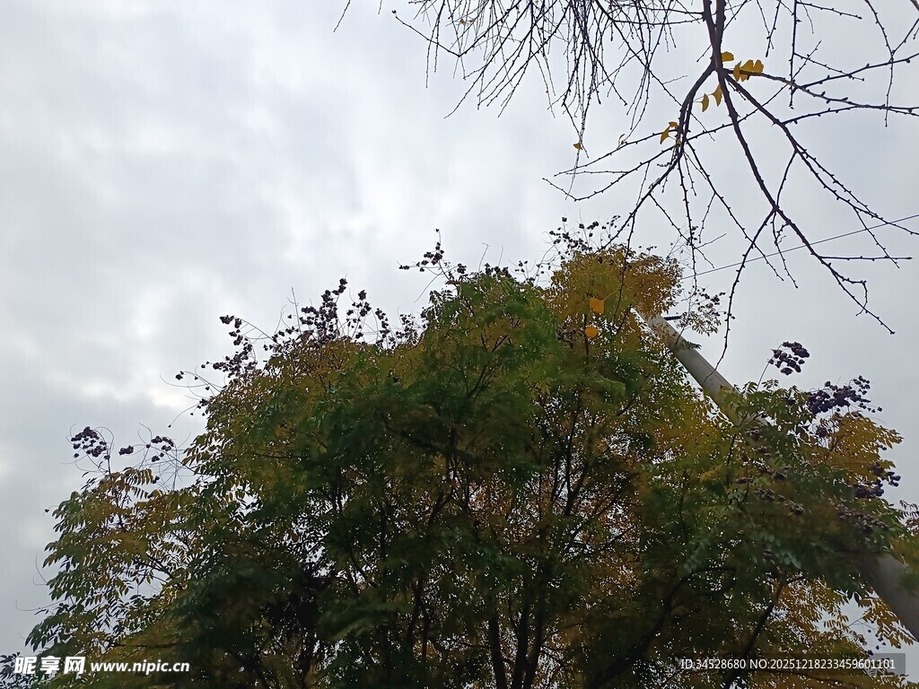 树梢上的天空与飞鸟