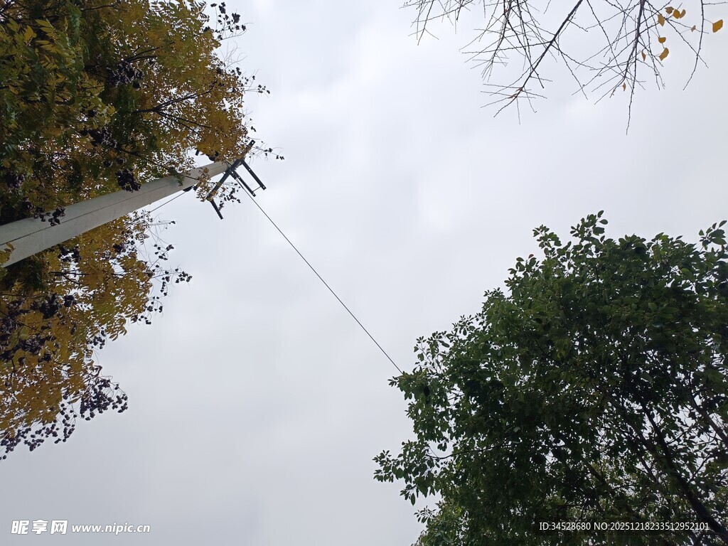 仰视树木与空中电线