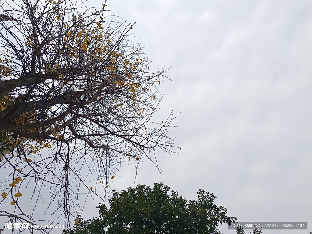 枯树与绿树映衬的天空