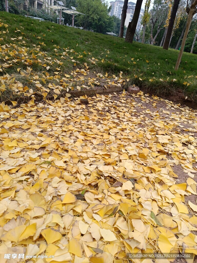 秋日银杏落叶铺满草地