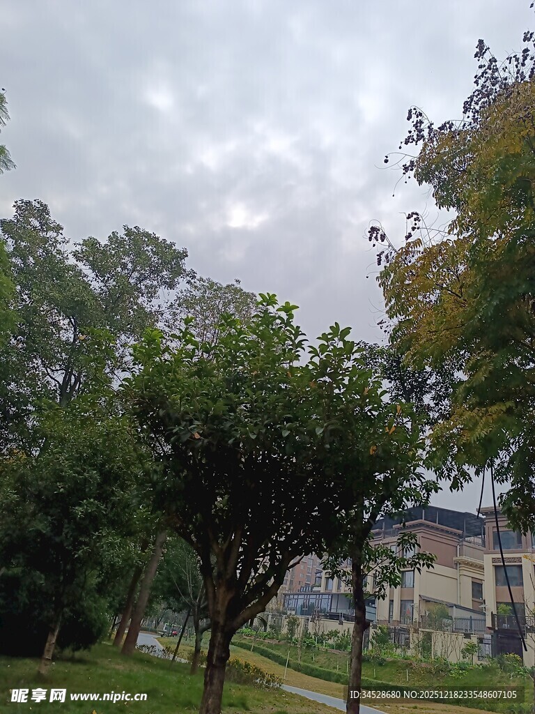 公园绿树与远处建筑景观