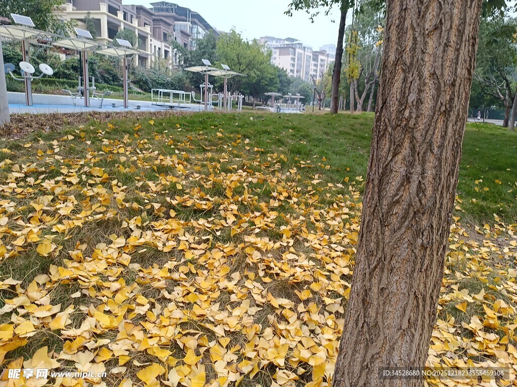 秋日树下金黄落叶美景