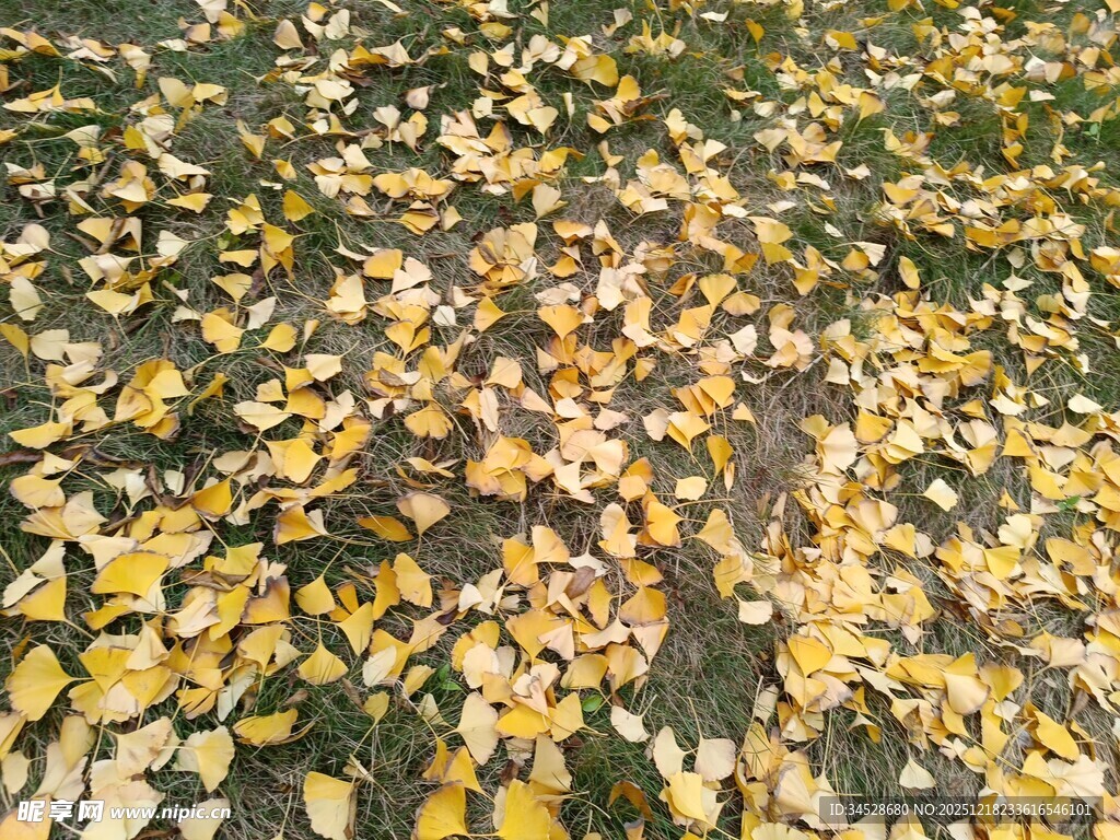 地面铺满金黄银杏落叶