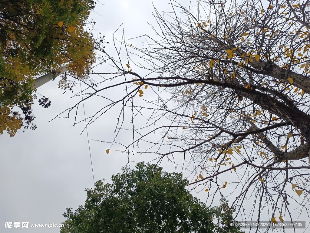 仰视秋日树梢景致