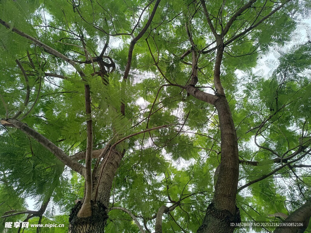 仰视葱郁繁茂的树冠