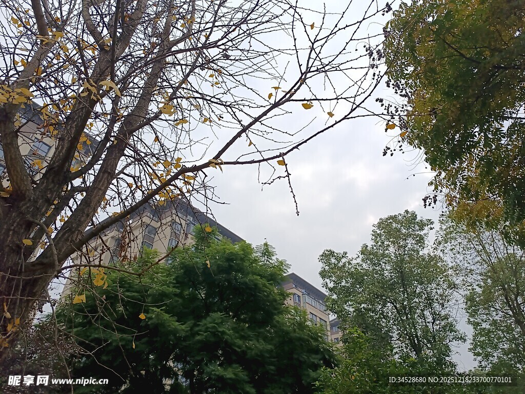 林间树木与远处建筑景观