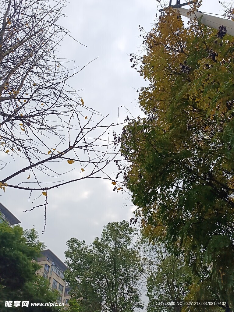 秋日树木与朦胧远景