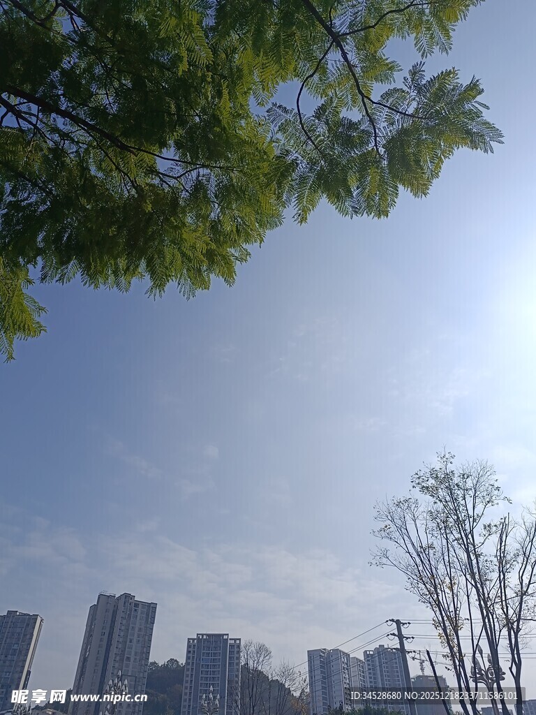 城市树梢间的晴朗天空