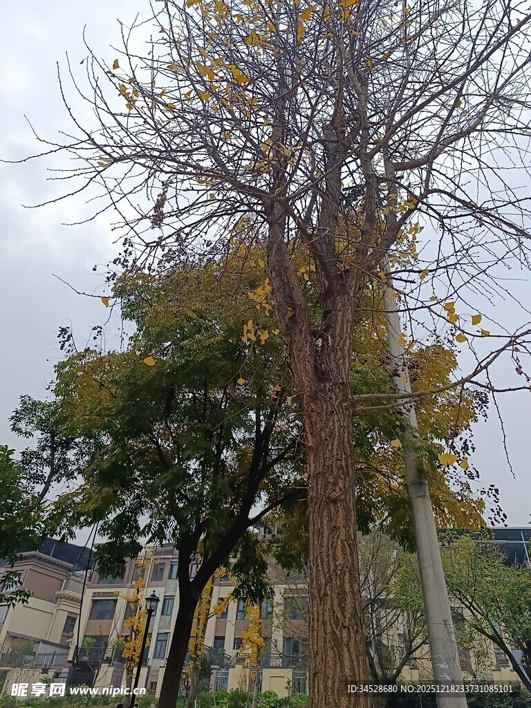 秋日街道旁的树木景观