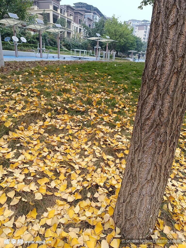 树下金黄落叶秋景图