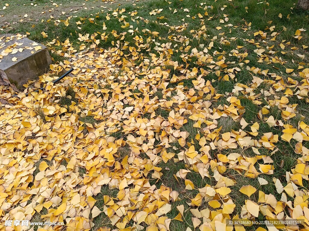 秋日落叶铺满地面美景