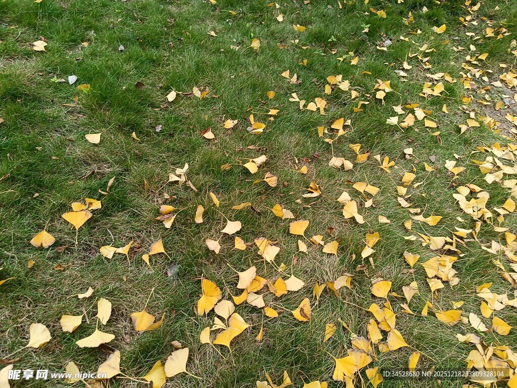 草地散落金黄秋叶