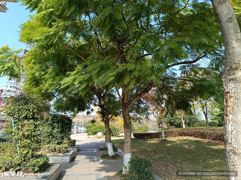 公园绿荫小道风景