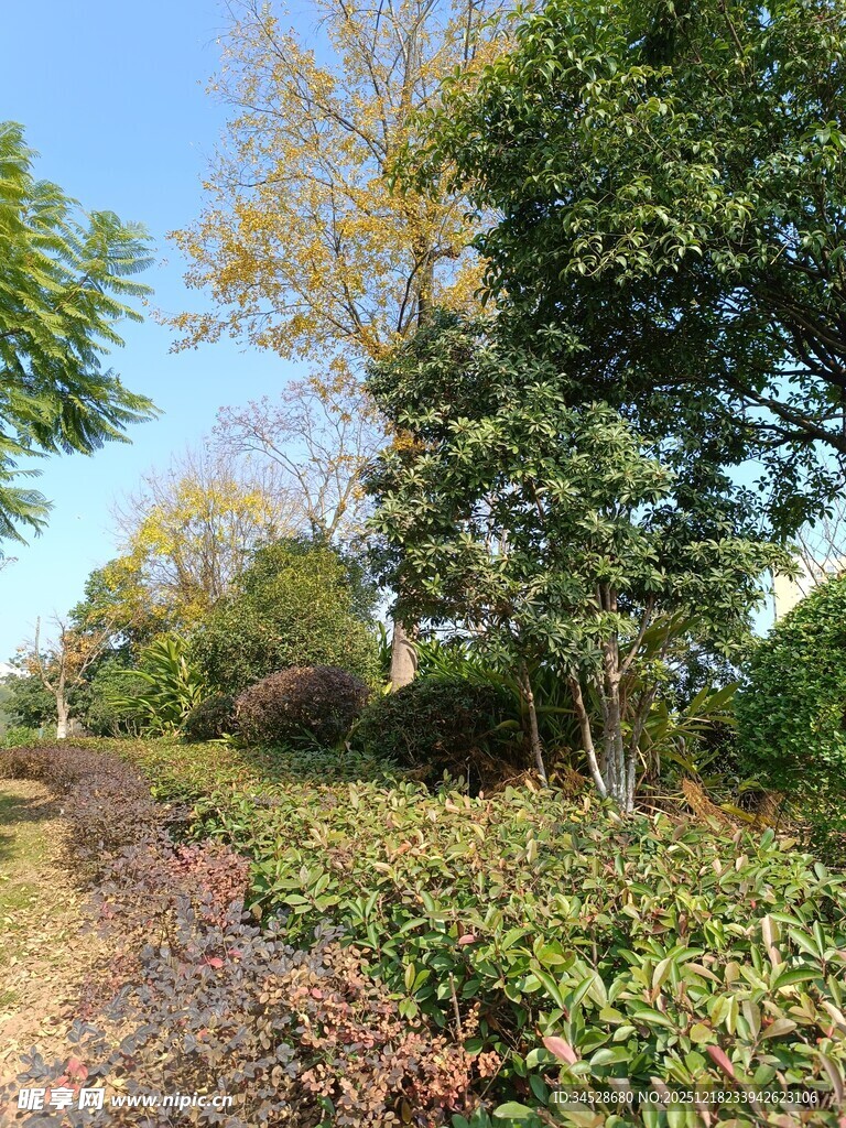 秋日林间绿植景观