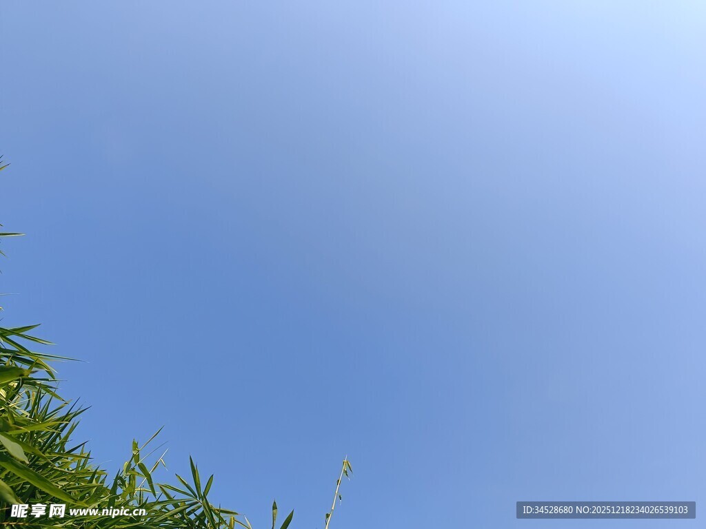 蓝天翠竹美景