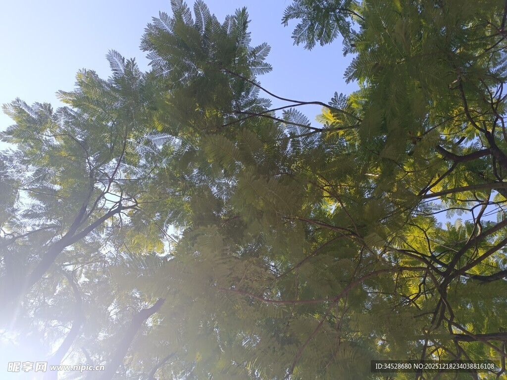 阳光透过树叶的清新景象