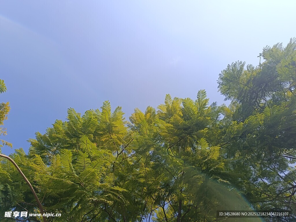 仰视葱郁树冠蓝天美景