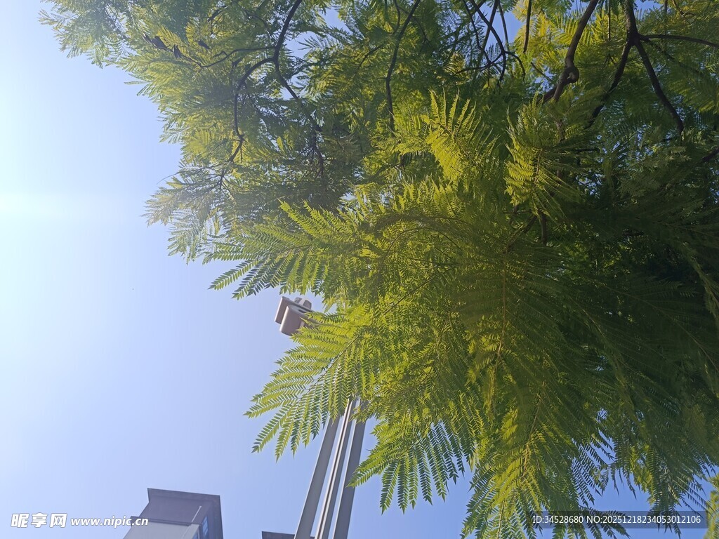 仰视翠绿枝叶与蓝天