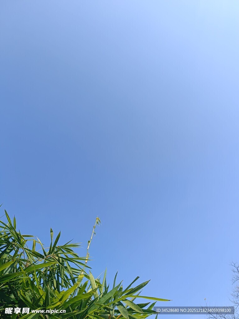 蓝天翠竹
