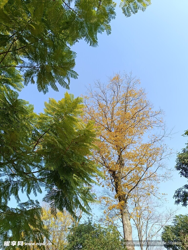 秋日林间树木景观