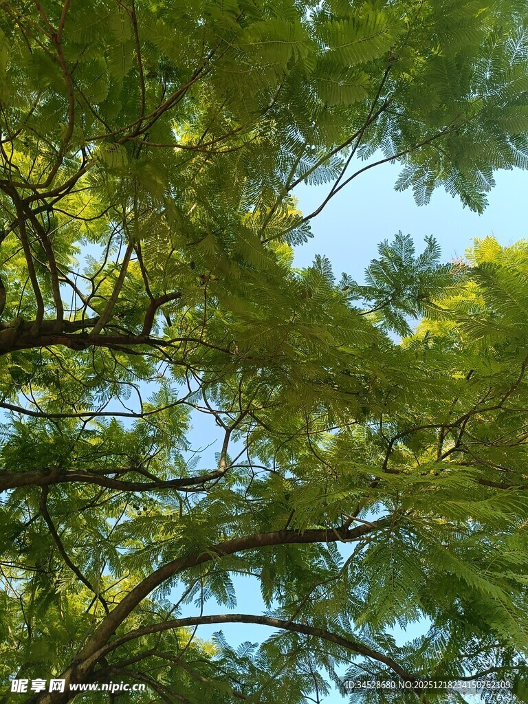 枝叶繁茂的绿树景观