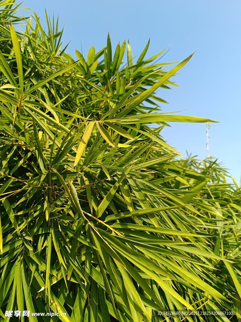 翠绿竹叶映蓝天