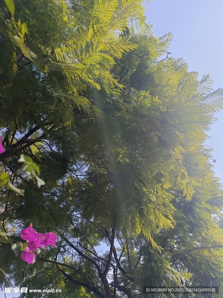 阳光照耀下的繁花绿树