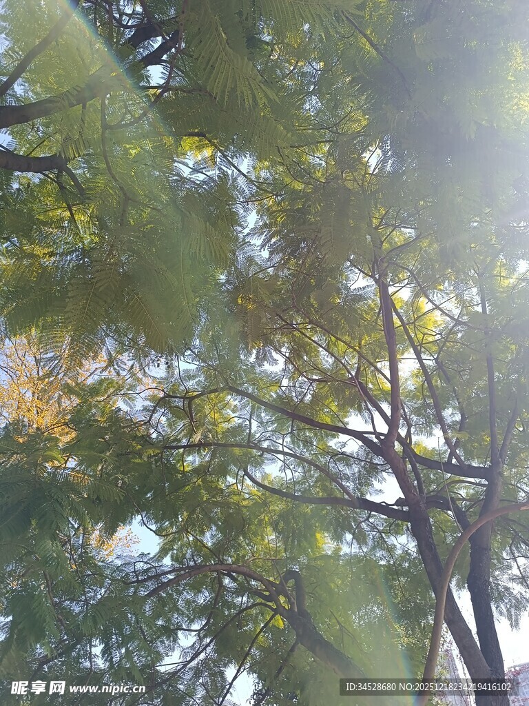 阳光透过树叶的林间景象