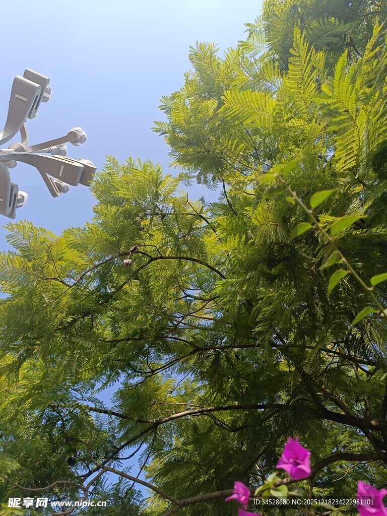 蓝天绿树间的缤纷花朵