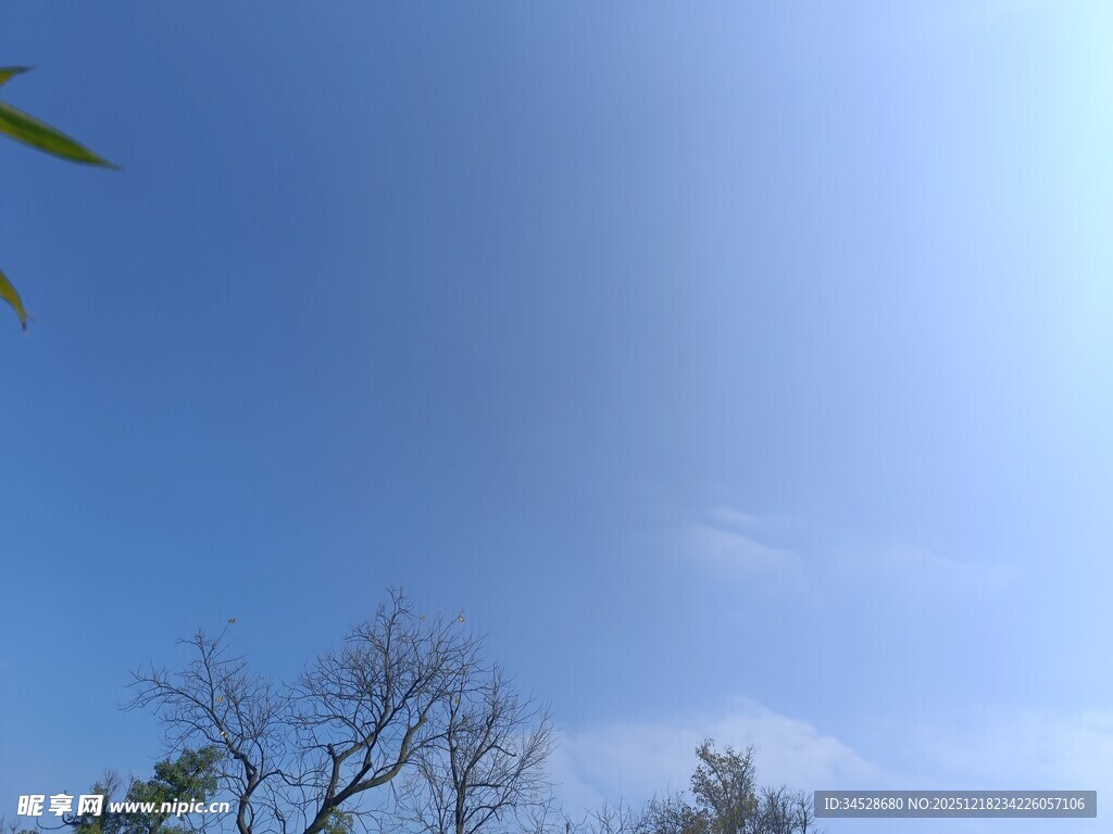 蓝天之下的树木景致