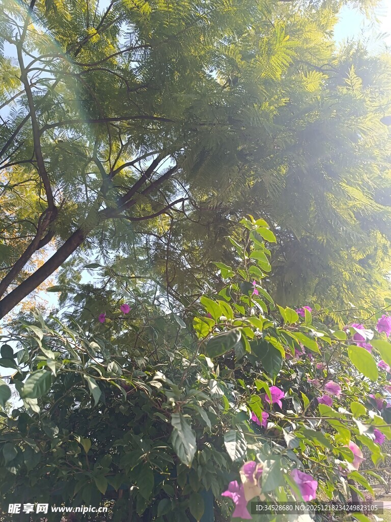 阳光洒落繁花绿树间