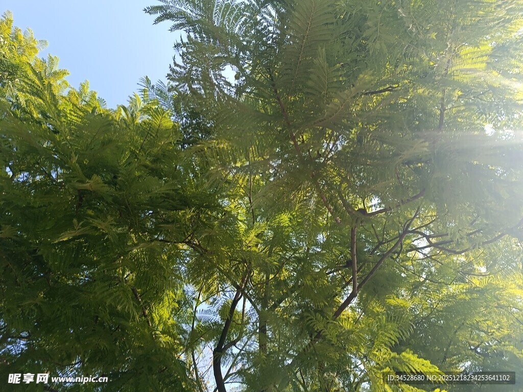 阳光穿透枝叶的绿意瞬间