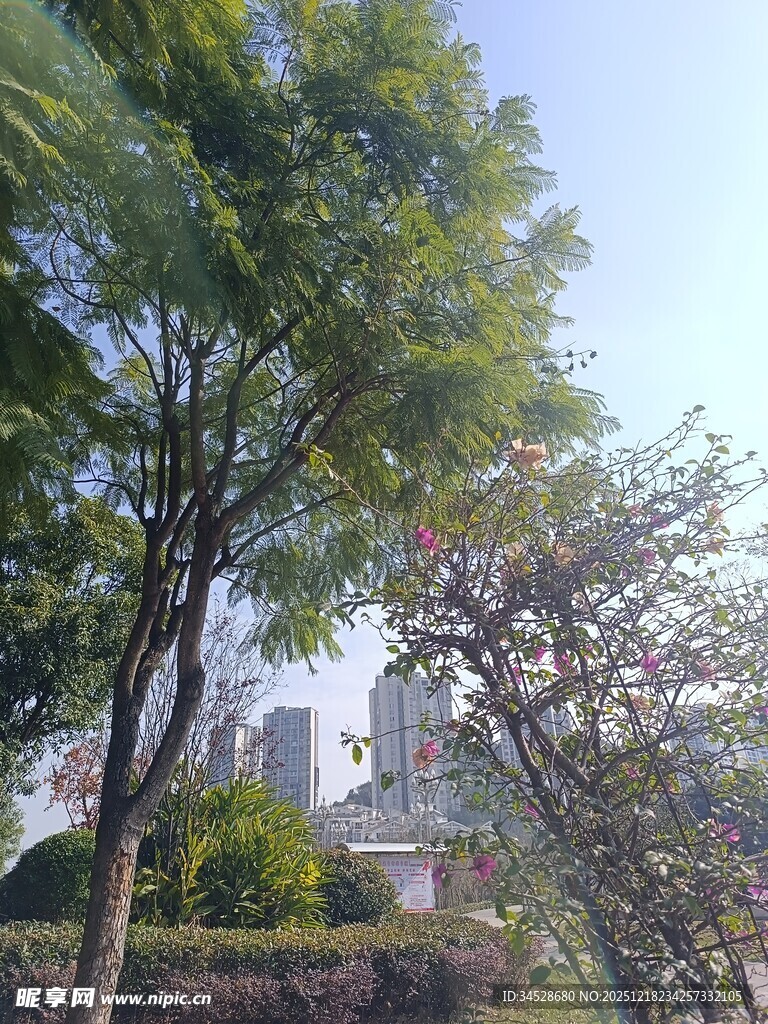 城市中葱郁树木与远景风光