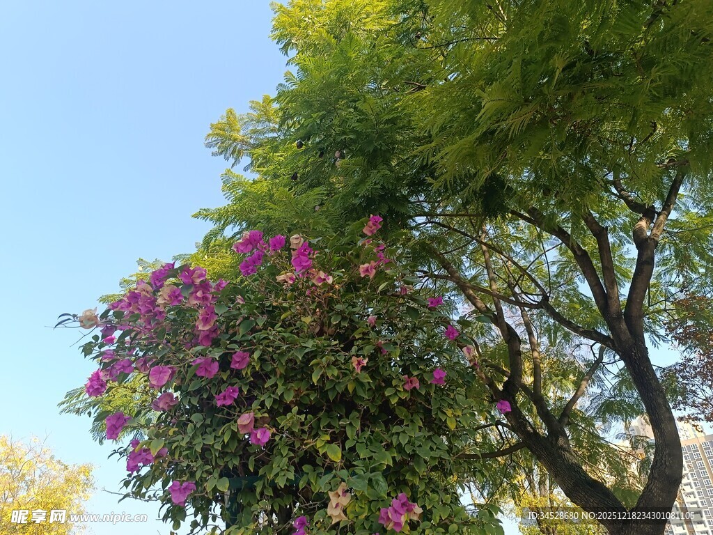 繁花绿树映蓝天