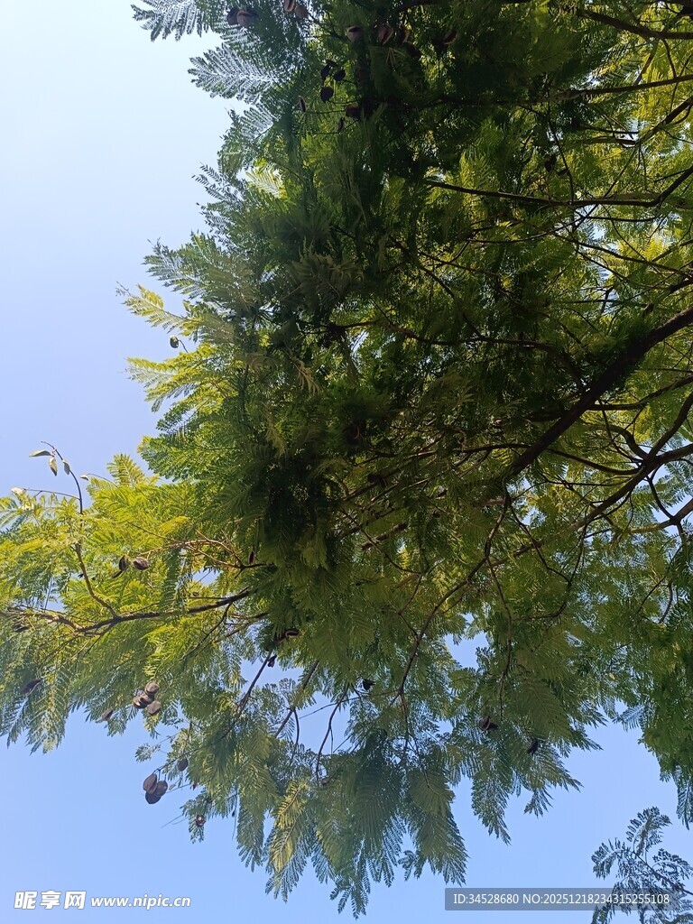 仰视葱郁树冠蓝天美景