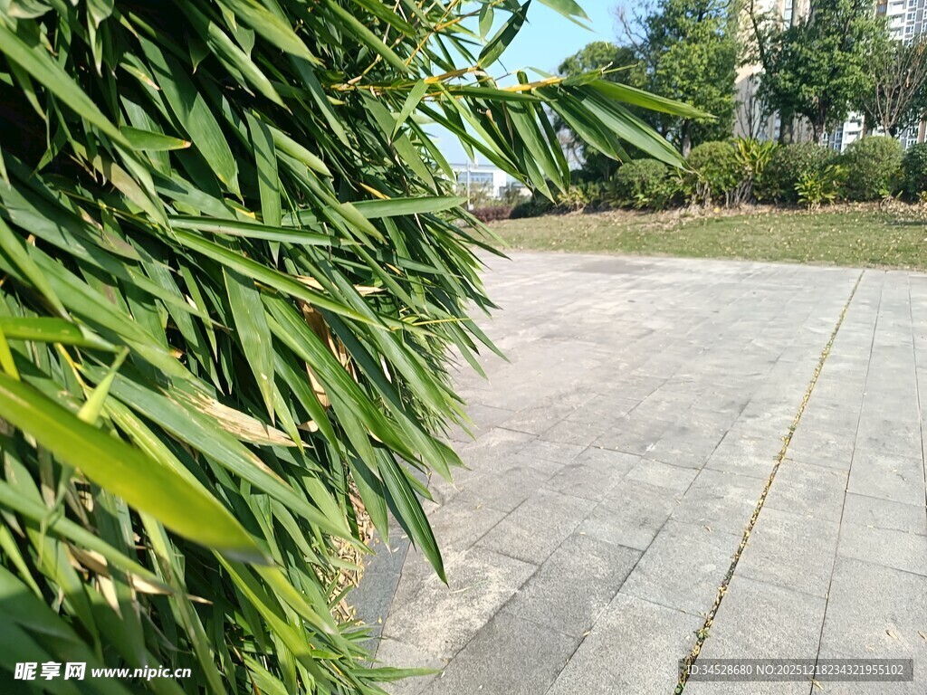 路边翠绿竹叶与开阔路面