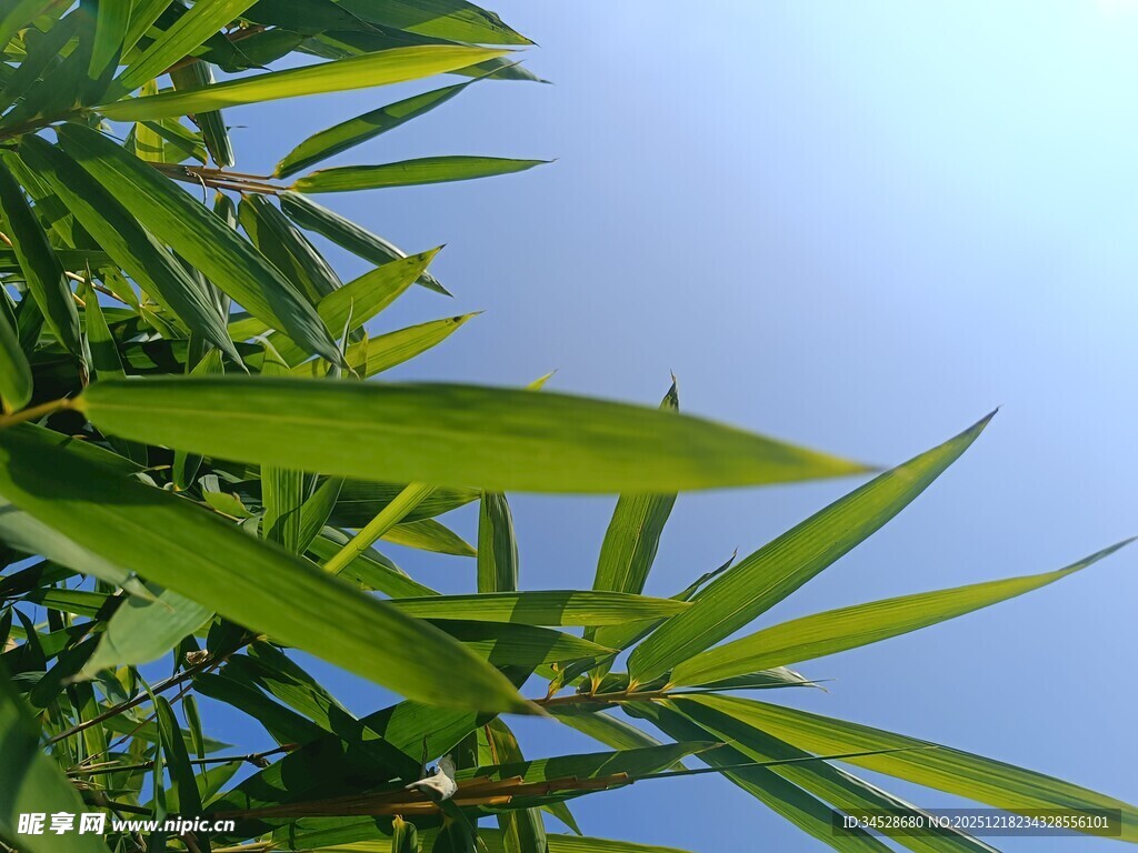 翠绿竹叶映蓝天