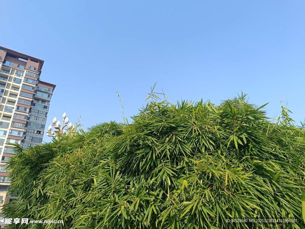 高楼旁的葱郁绿植