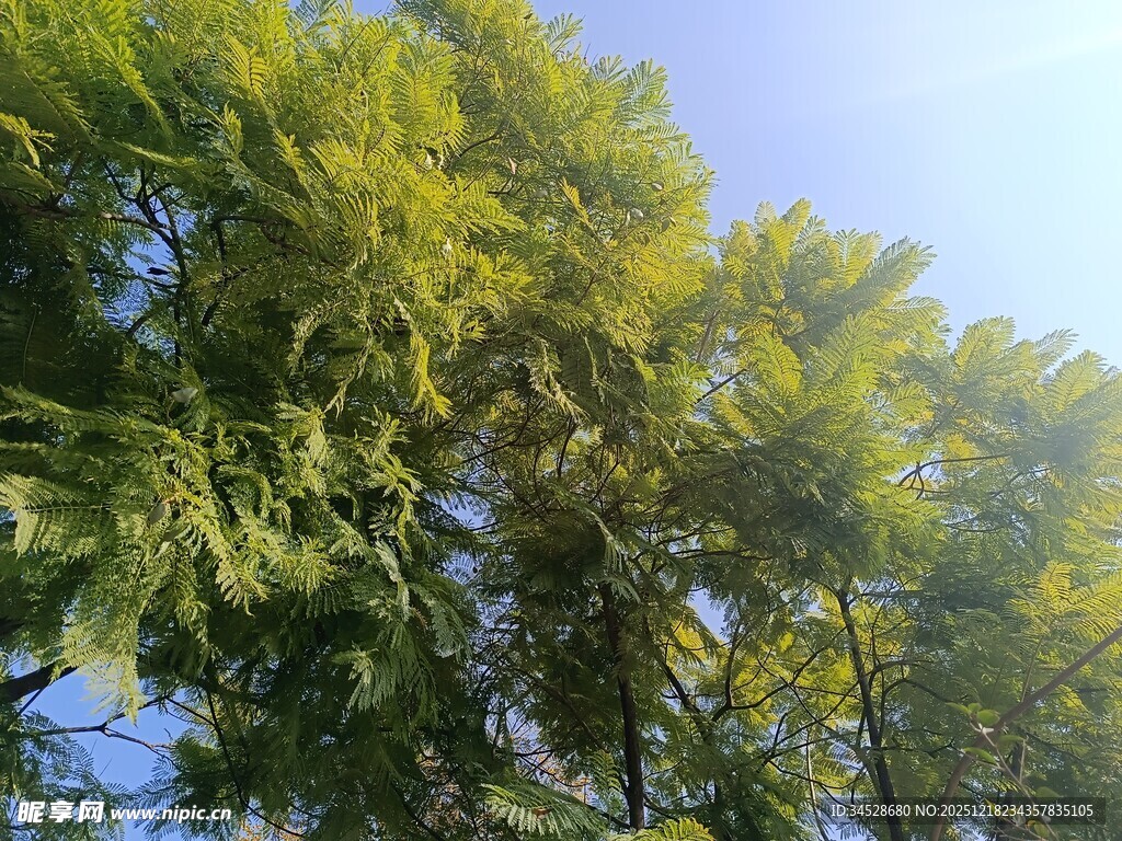 蓝天映衬下的葱郁树木