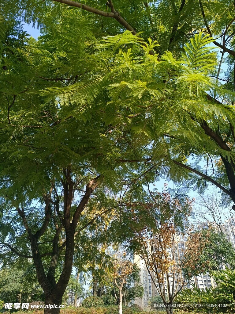 夏日葱郁绿树风景