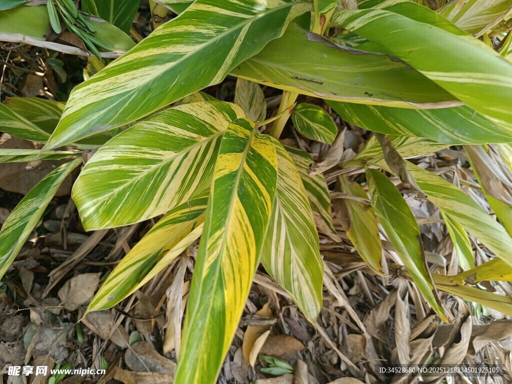 斑斓叶片的绿植特写