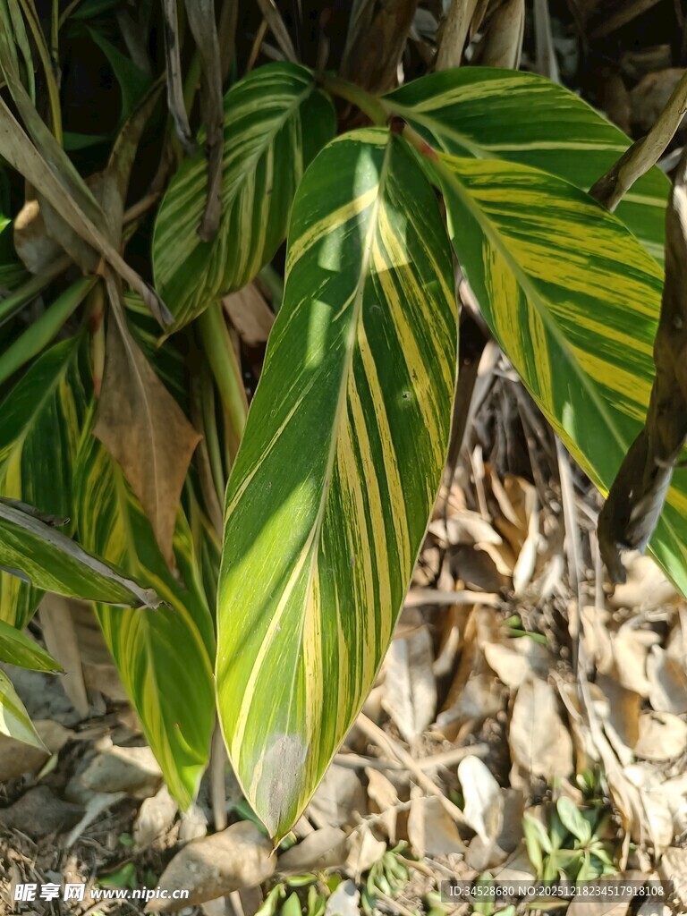 黄绿相间叶片的植物