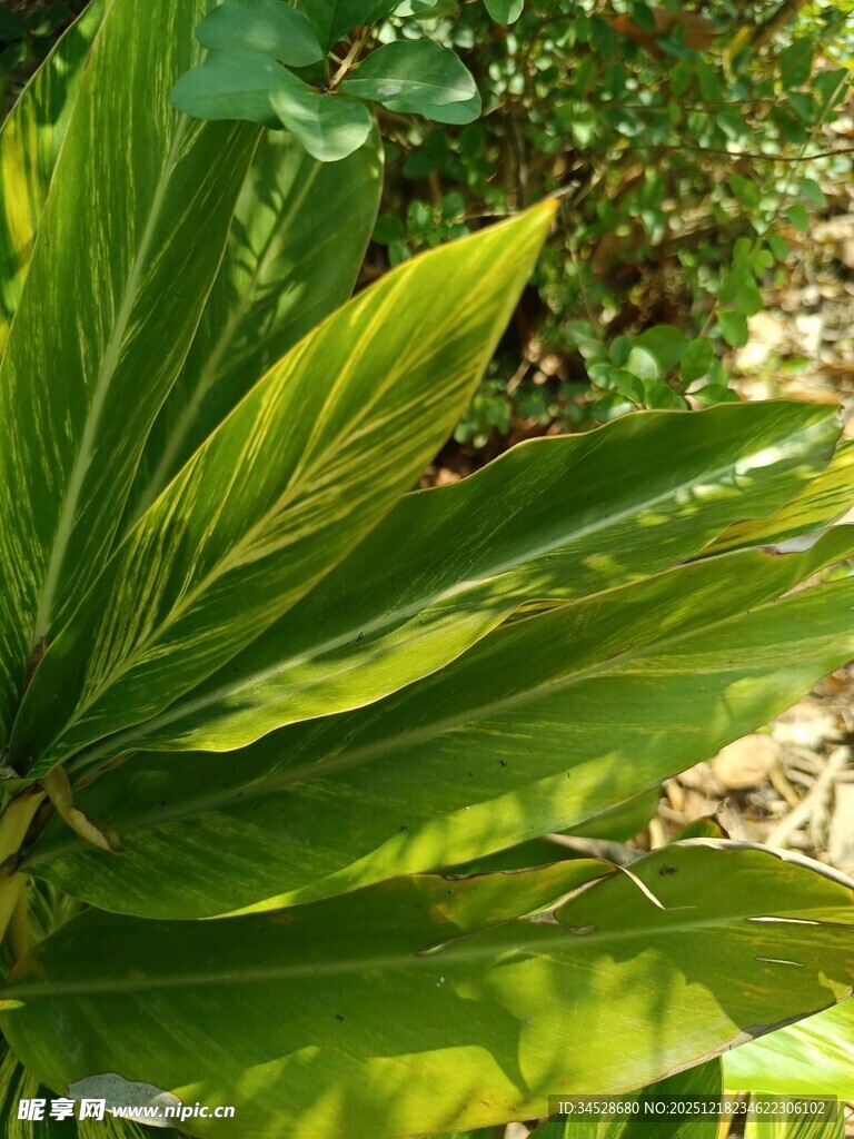 翠绿阔叶植物特写